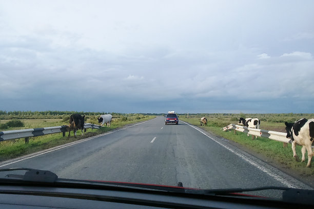 奶牛在路上走着。图片下载