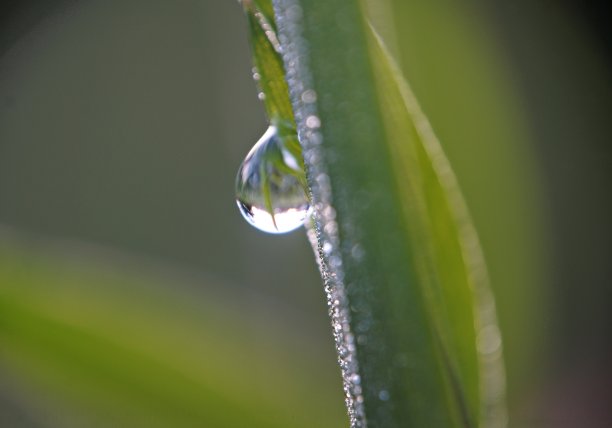 叶子上的晨露图片下载