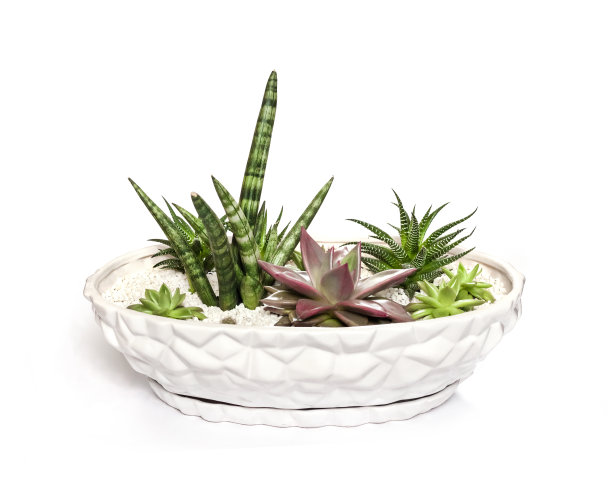 白色陶瓷花盆，多种多肉植物孤立在白色背景上图片下载