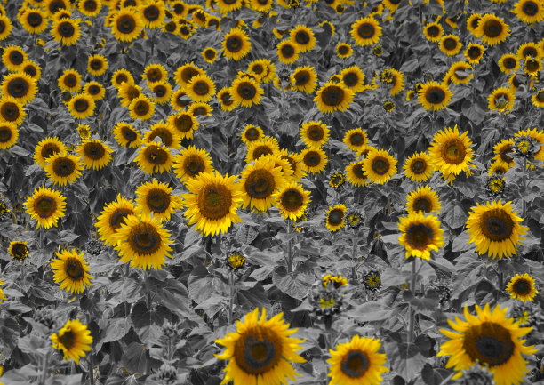 向日葵田图片下载