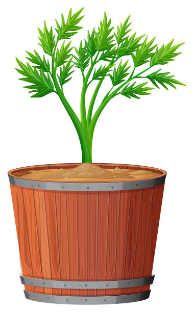 孤立的白色背景上有绿叶的盆栽植物图片下载