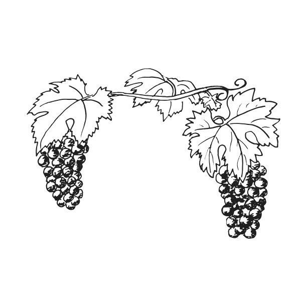 手画葡萄美酒，串葡萄。叶、叶、油菜籽。水墨笔复古素描图片下载
