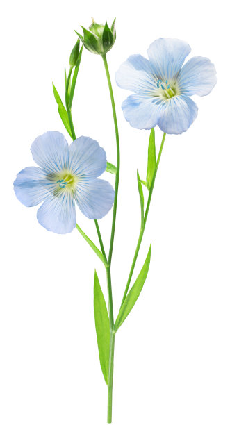 胡麻植物，路径图片下载