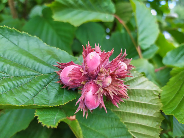 紫色的榛子果实，背景是绿色的叶子图片下载