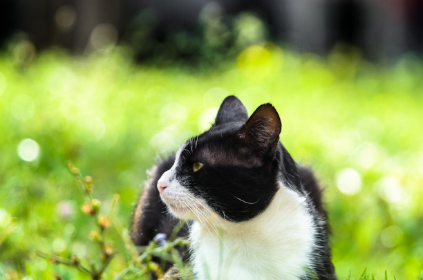 双色猫在夏天的草地上晒太阳，侧面照片图片下载