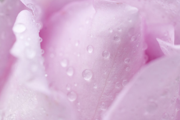 嫩粉玫瑰花瓣与雨滴背景微距图片下载