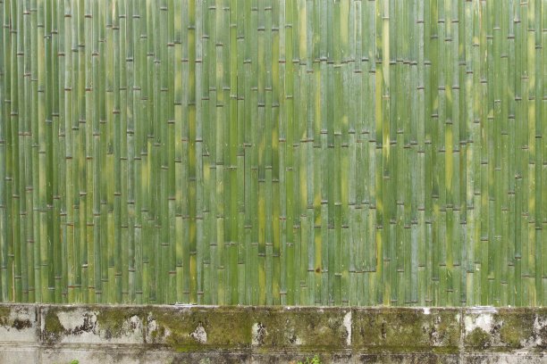 日本鲜绿竹墙图片下载