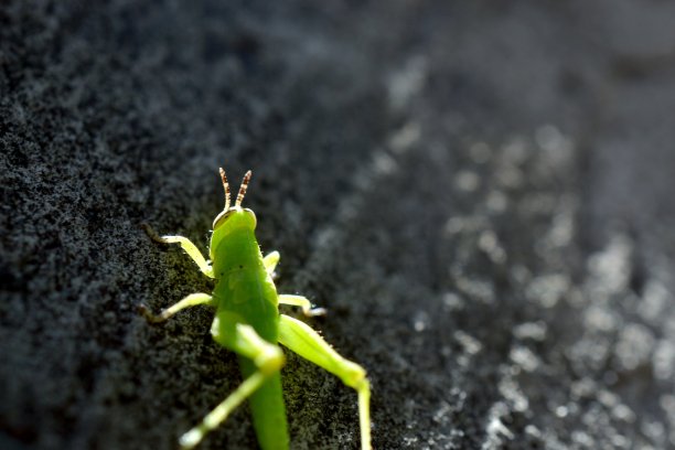 小蟋蟀# 2图片下载
