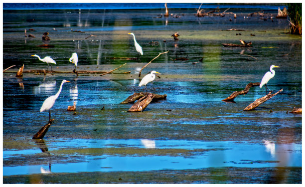 背景鸟1图片下载