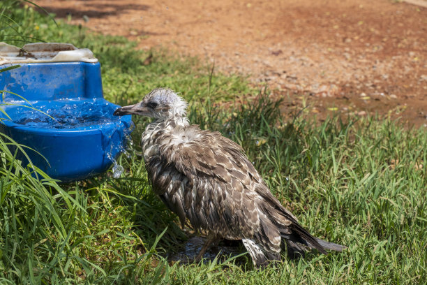 海鸥在公园里喝水。——图片图片下载