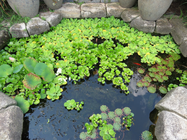 有绿色睡莲叶子的金鱼池图片下载