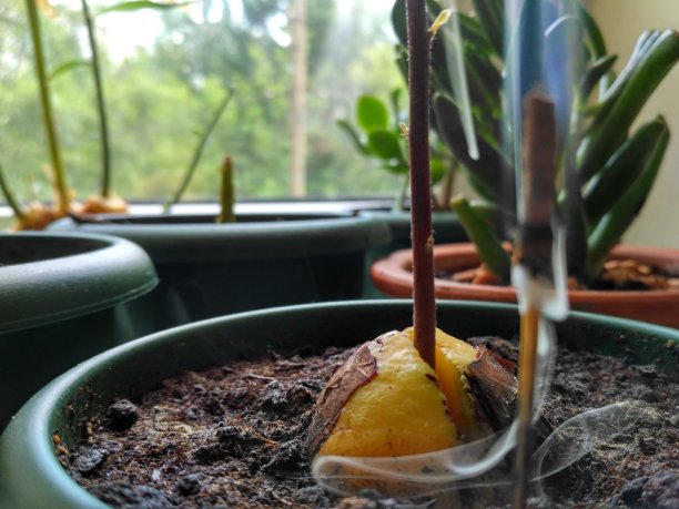 鳄梨发芽图片下载