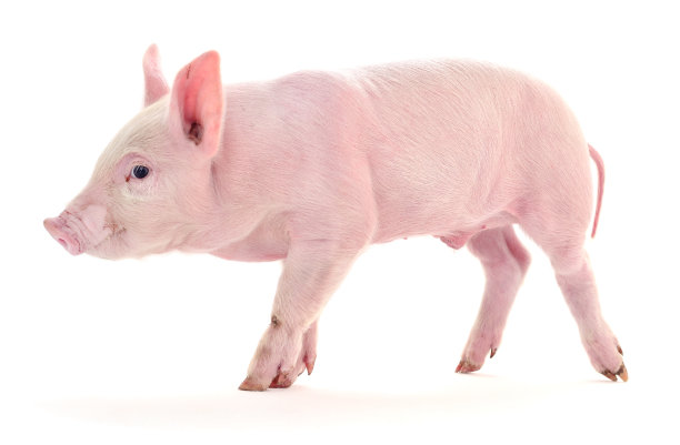 肮脏的猪在白色上。图片下载