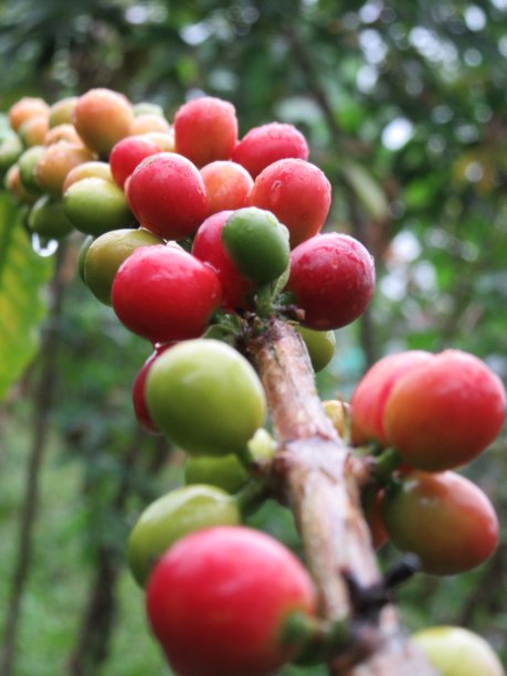 咖啡豆图片下载