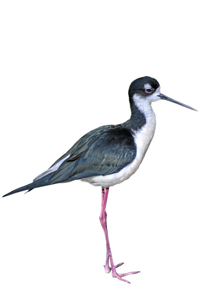 黑颈高跷鸟，站立，孤立在白色背景上图片下载