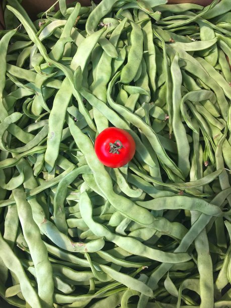 一个番茄在一堆豌豆荚上图片下载