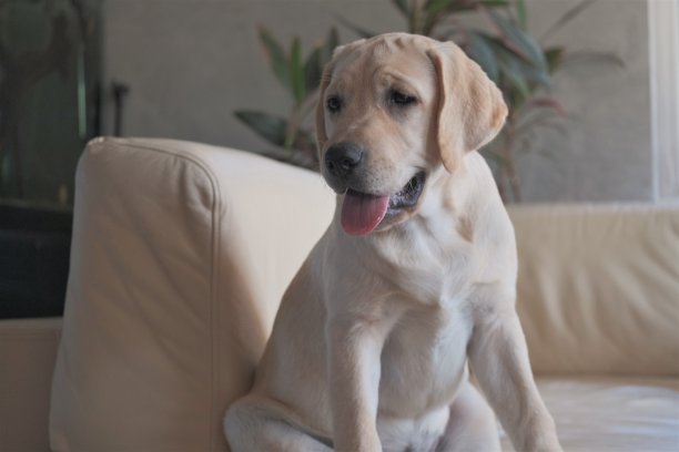 小鹿色拉布拉多幼犬坐在皮沙发上图片下载