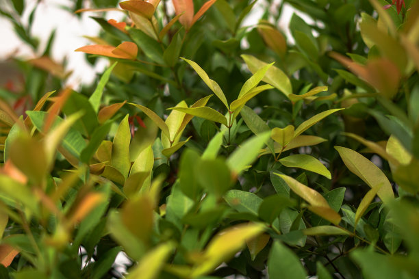 艳丽的树或凤凰花，是一种城市树，在夏季开出鲜红色的花朵，从树下的树枝上美丽的绽放。库存图片图片下载