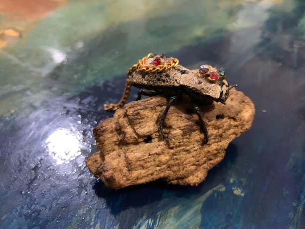 华丽的尤卡坦甲虫或Makech图片下载