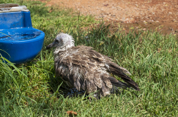 海鸥在公园里喝水。——图片图片下载