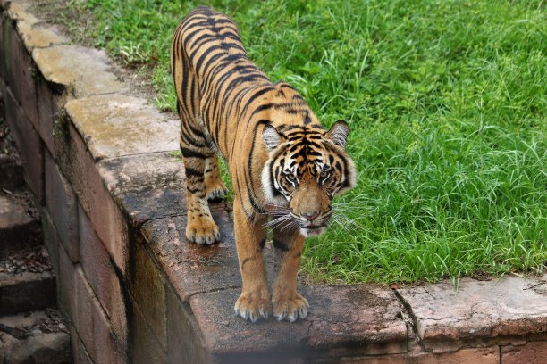 老虎库存图片图片下载