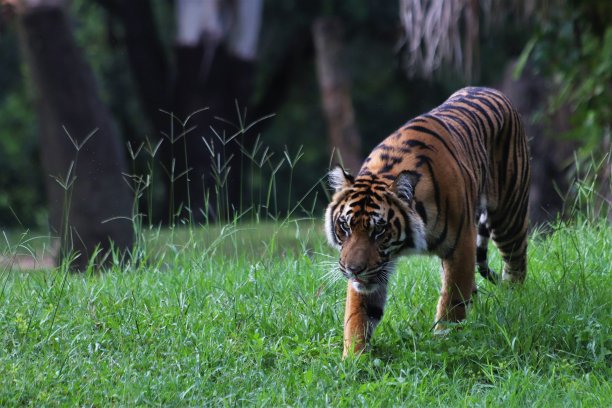 老虎库存图片图片下载