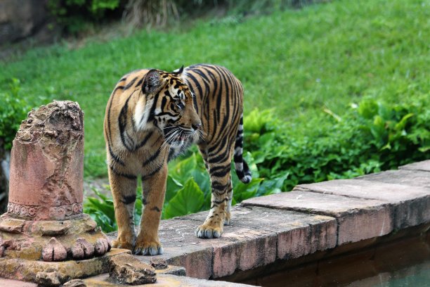 老虎库存图片图片下载
