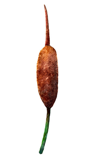 湿地植物。在白色背景上孤立的棕色芦苇图片下载