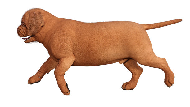 3D插图小狗在白色图片下载