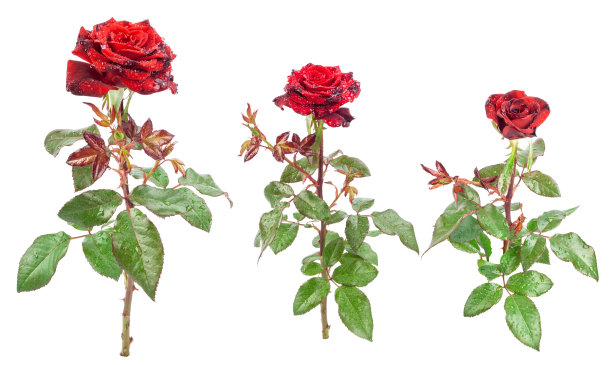 孤立在白色背景上的红玫瑰图片下载