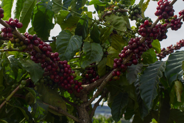 一张越南咖啡种植园的照片。图片下载