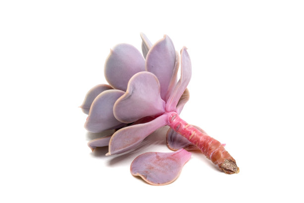 白色背景下，底部视角观察切开的紫珍珠多肉植物，有两片撕裂的叶子，附带阴影。图片下载