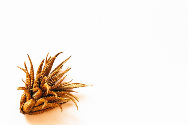 金叶设计元素。装饰元素的邀请，婚礼卡，情人节，贺卡。图片下载