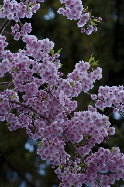 紫色的花图片下载