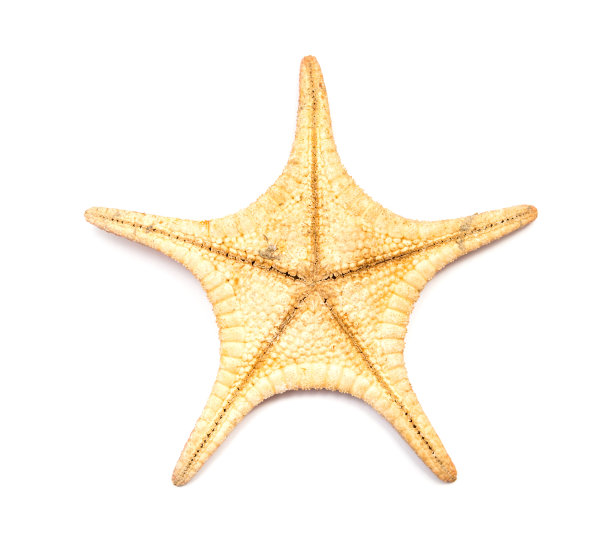 海星底干作中药图片下载