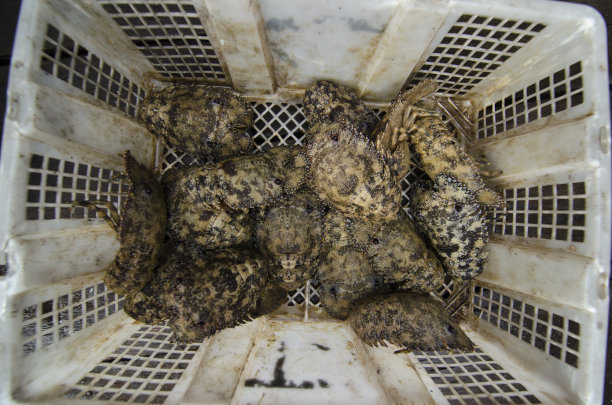 虾裂片型扇图片下载