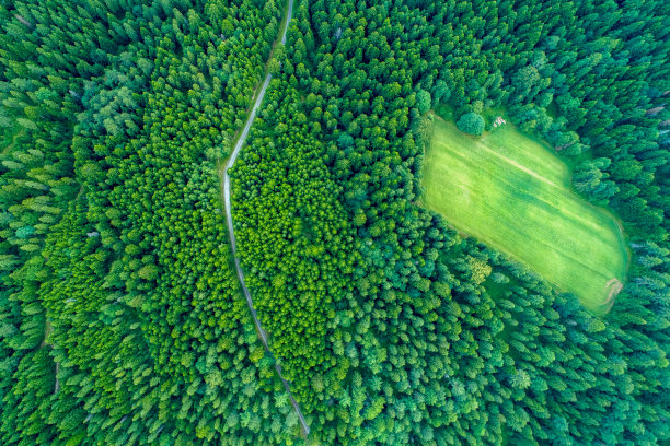 春天从森林鸟瞰图片下载