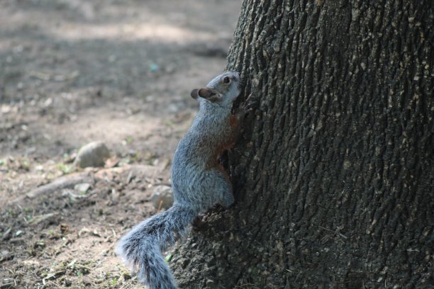 树上的松鼠图片下载