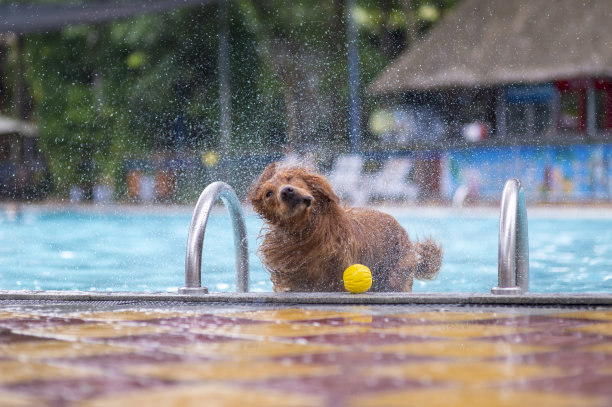 金毛猎犬在游泳池里玩耍图片下载