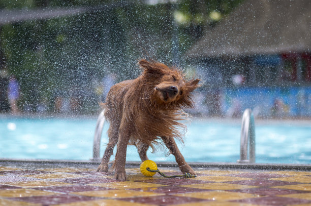 金毛猎犬在游泳池里玩耍图片下载