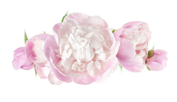 牡丹孤立于白色图片下载
