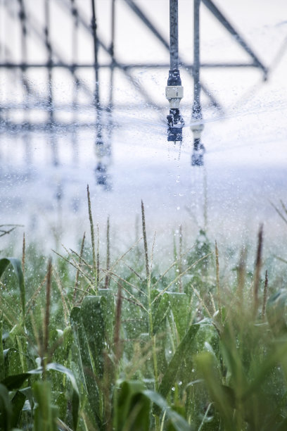 玉米灌溉图片下载