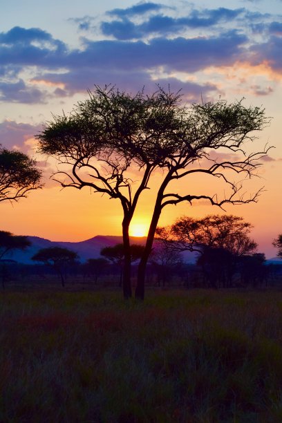 日落和金合欢树图片下载