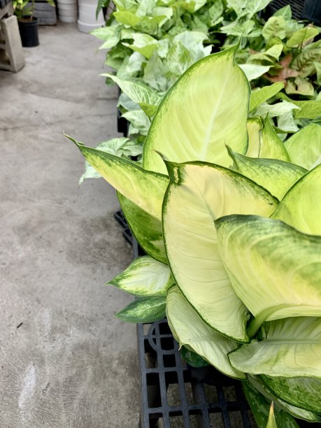 室内植物出售图片下载