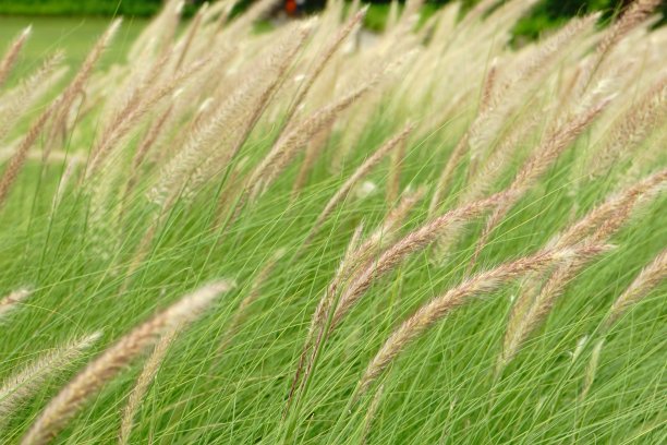 场与蒲公英图片下载