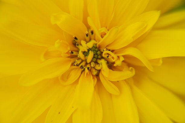 盛开的黄色花园花。的背景图片。图片下载