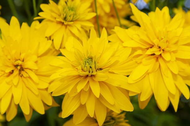 盛开的黄色花园花。的背景图片。图片下载