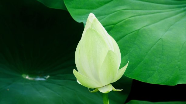 荷花，荷花，白花蕾，开花图片下载