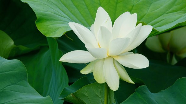 荷花，荷花，白花蕾，开花图片下载