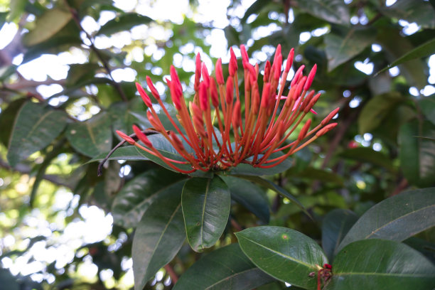 艳丽的树或凤凰花，是一种城市树，在夏季开出鲜红色的花朵，从树下的树枝上美丽的绽放。库存图片图片下载